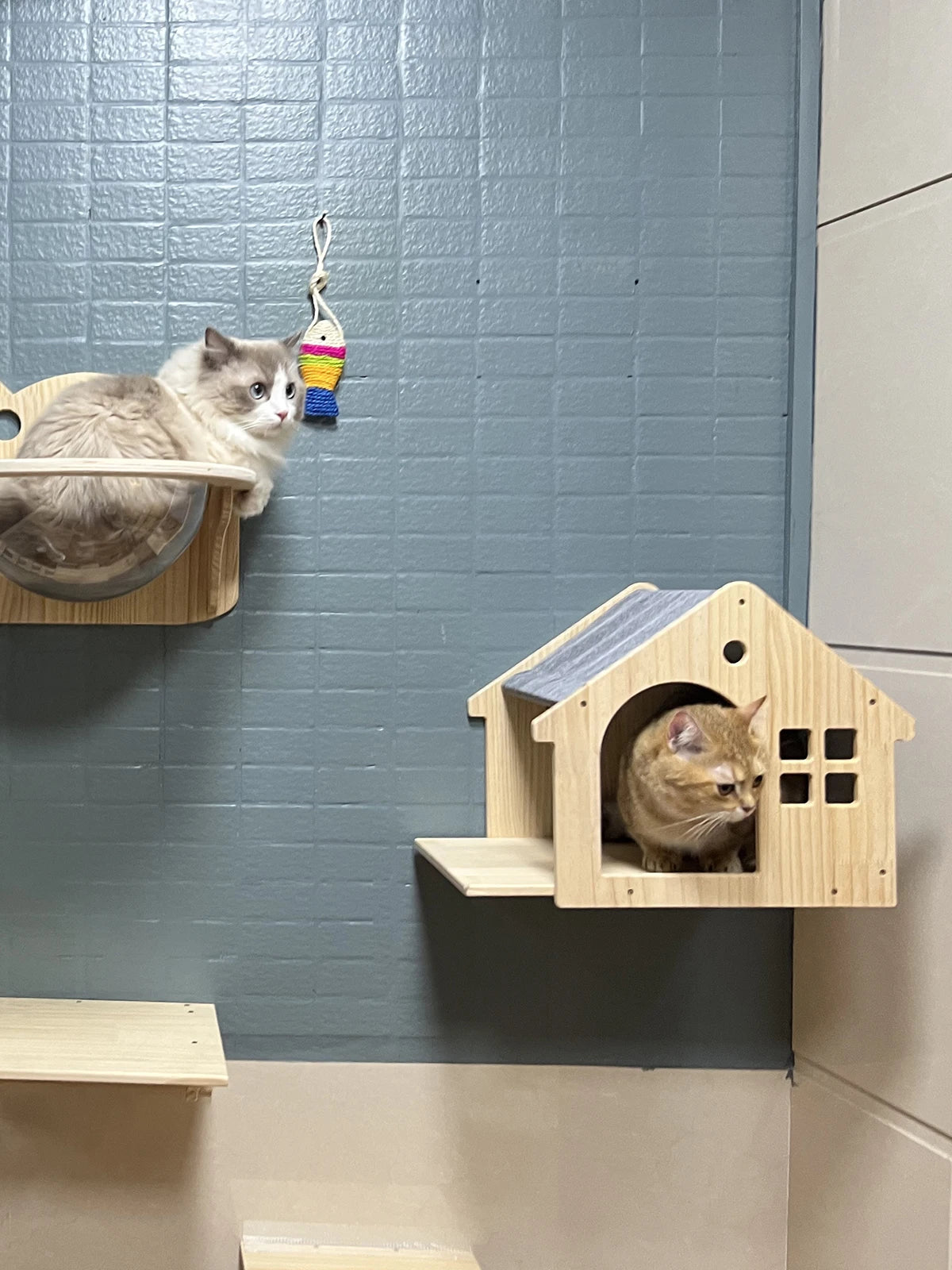 Casita y estantes de pared para gatos
