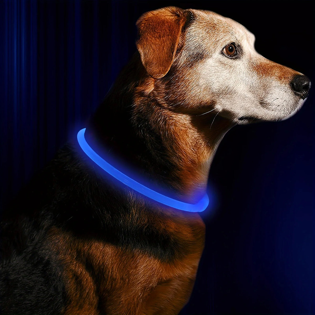 Collar luminoso LED recargable